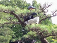 誠造園