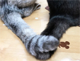 はるだ動物病院