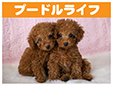 プードルライフ