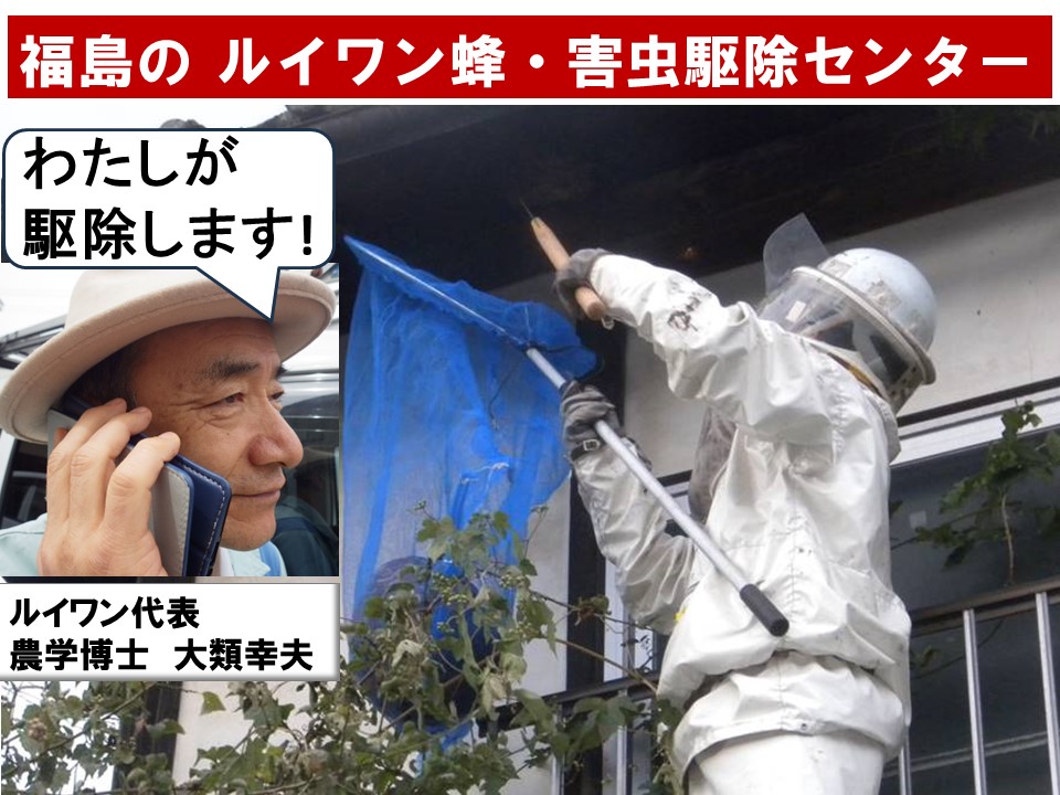 スズメバチ駆除のルイワン蜂・害虫駆除センター