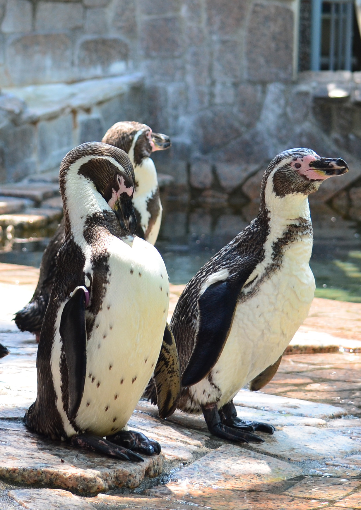 江戸川区自然動物園