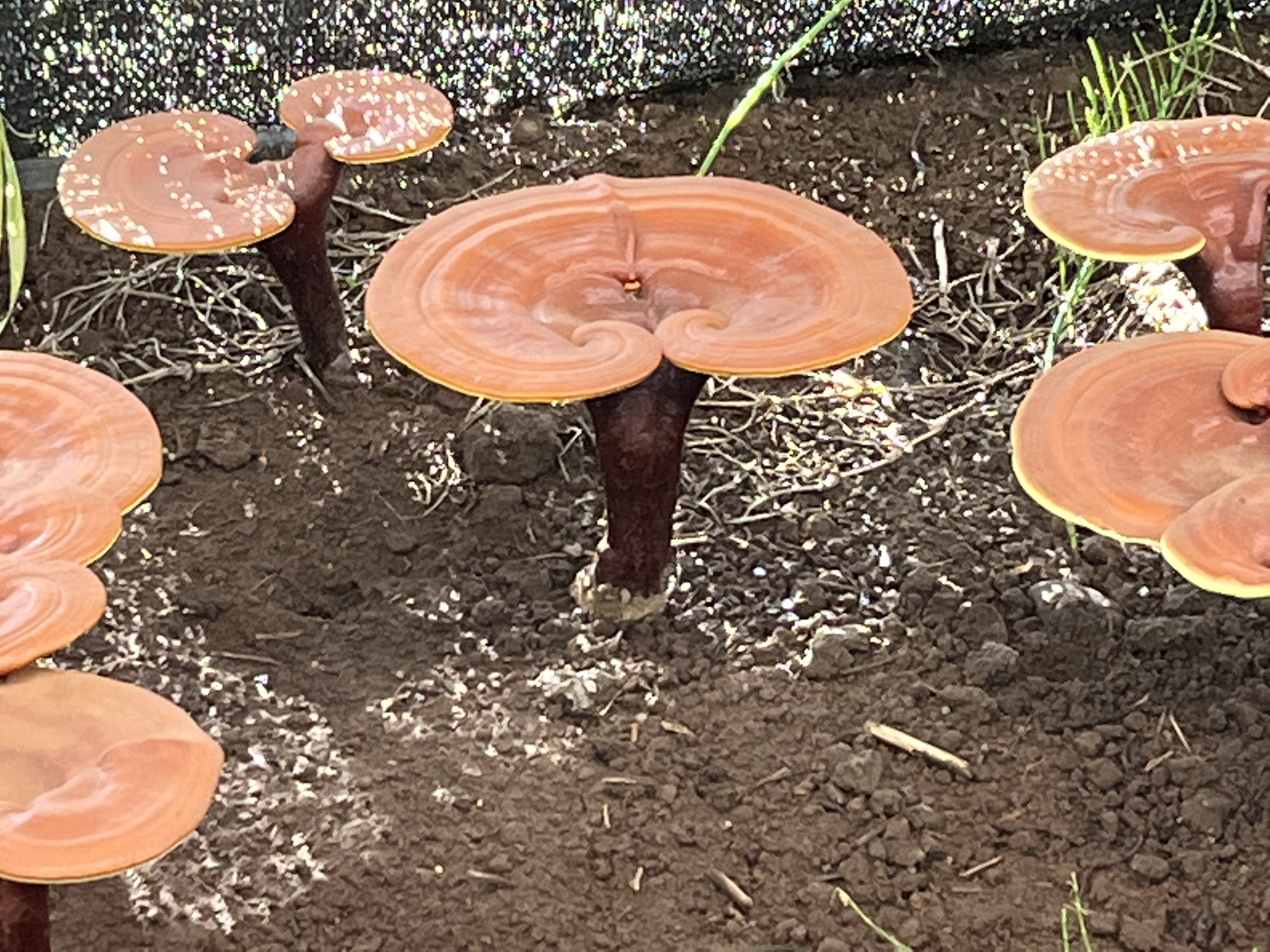 株式会社医食
