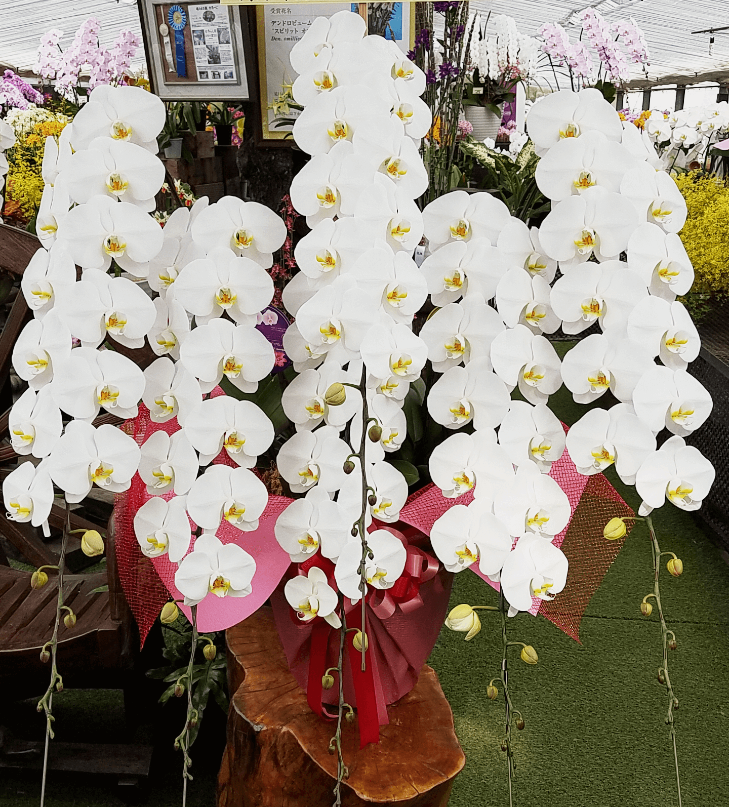 タンク・花ＶＩＰ