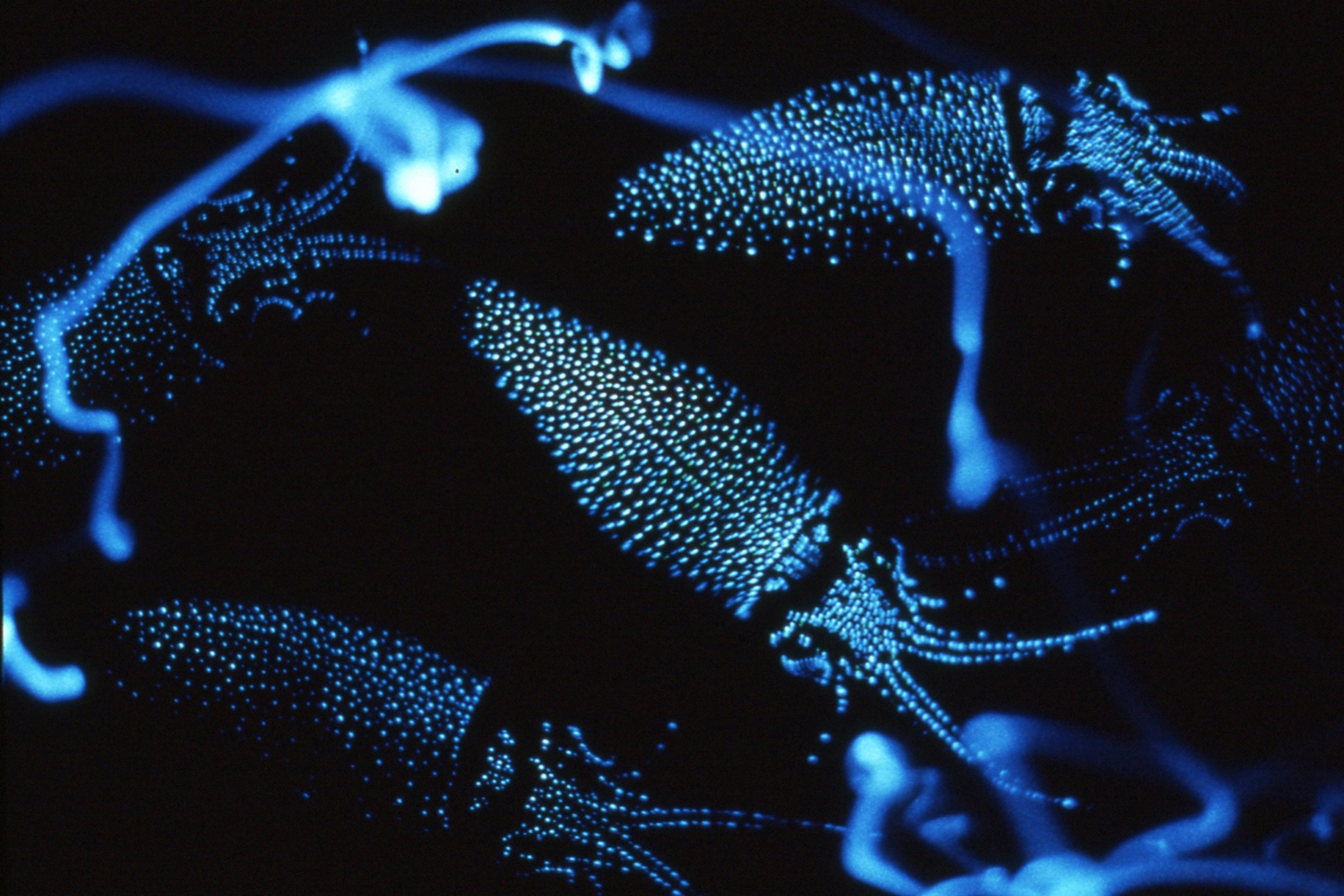 ウェーブパークなめりかわ・ほたるいかミュージアム