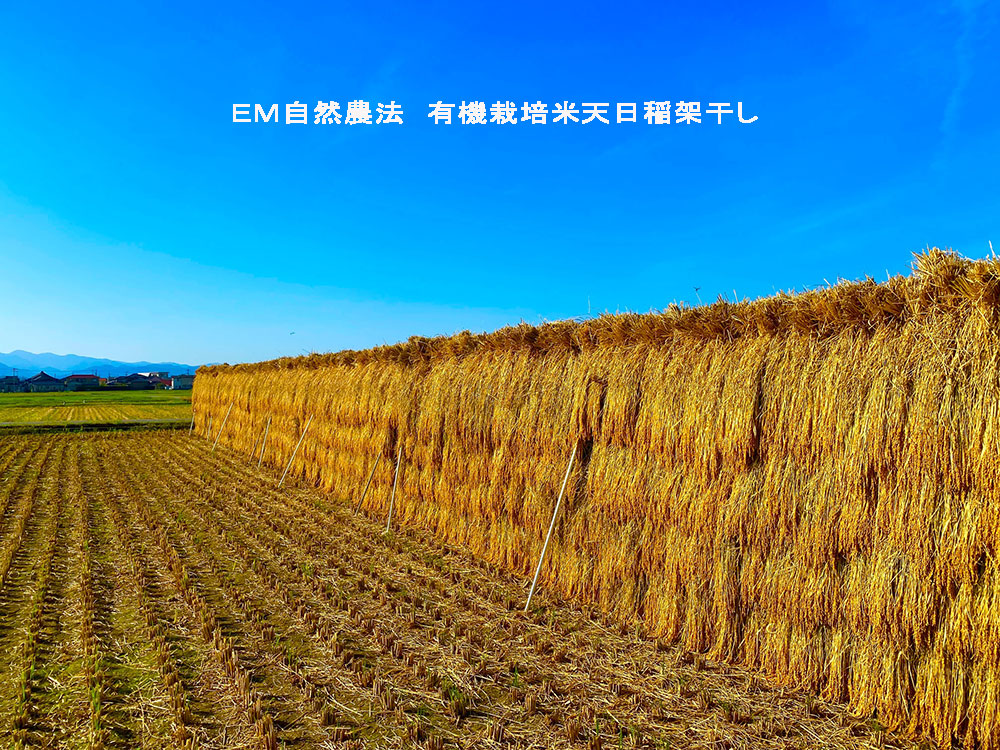 有限会社ほんだ