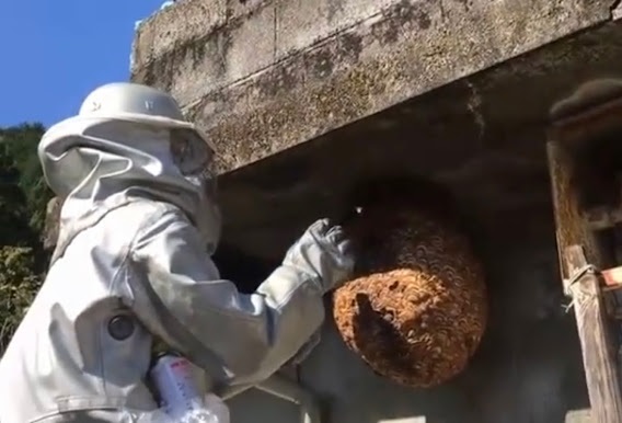 ハチ駆除のテイクケア