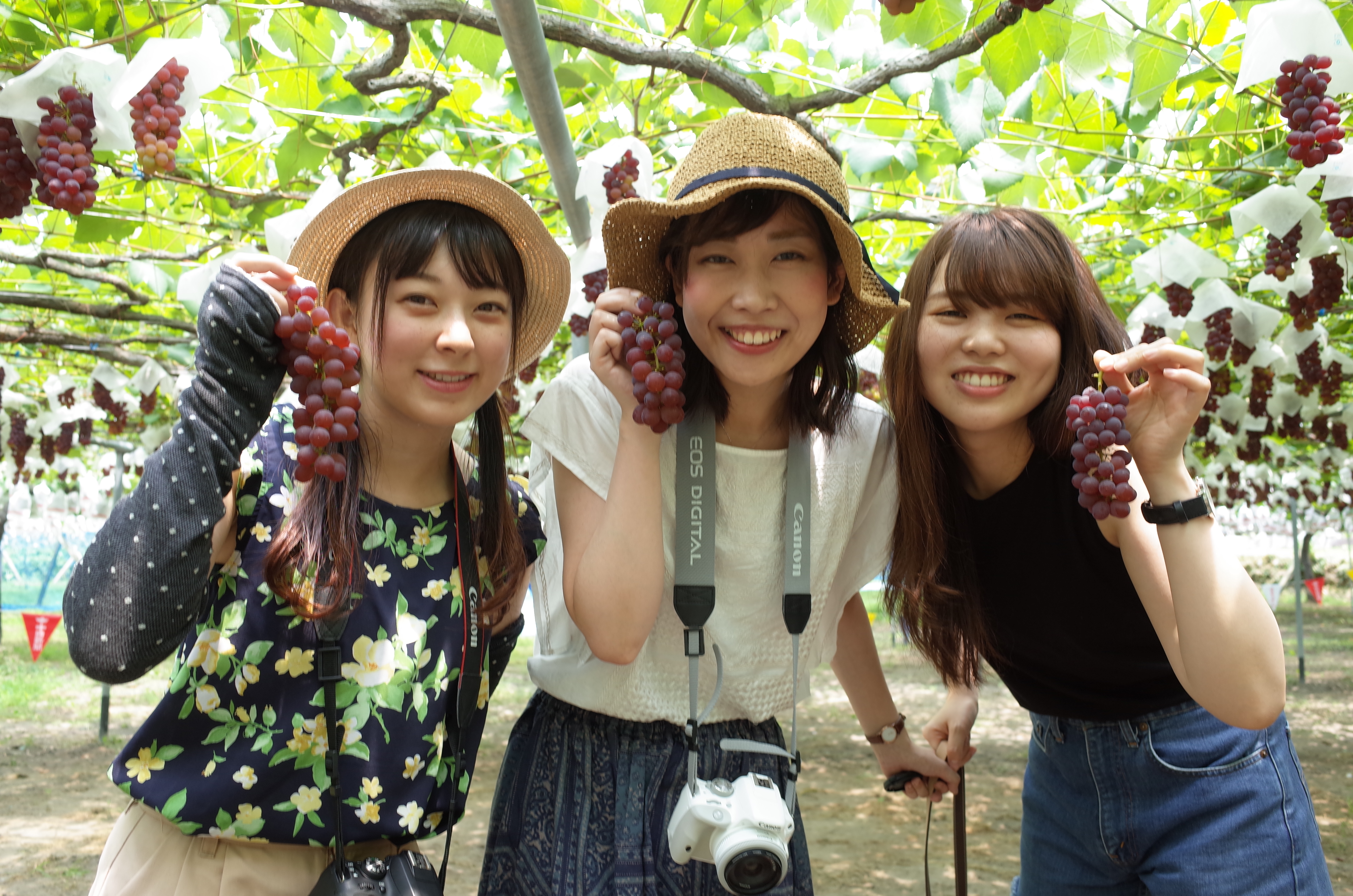ヤマサ園