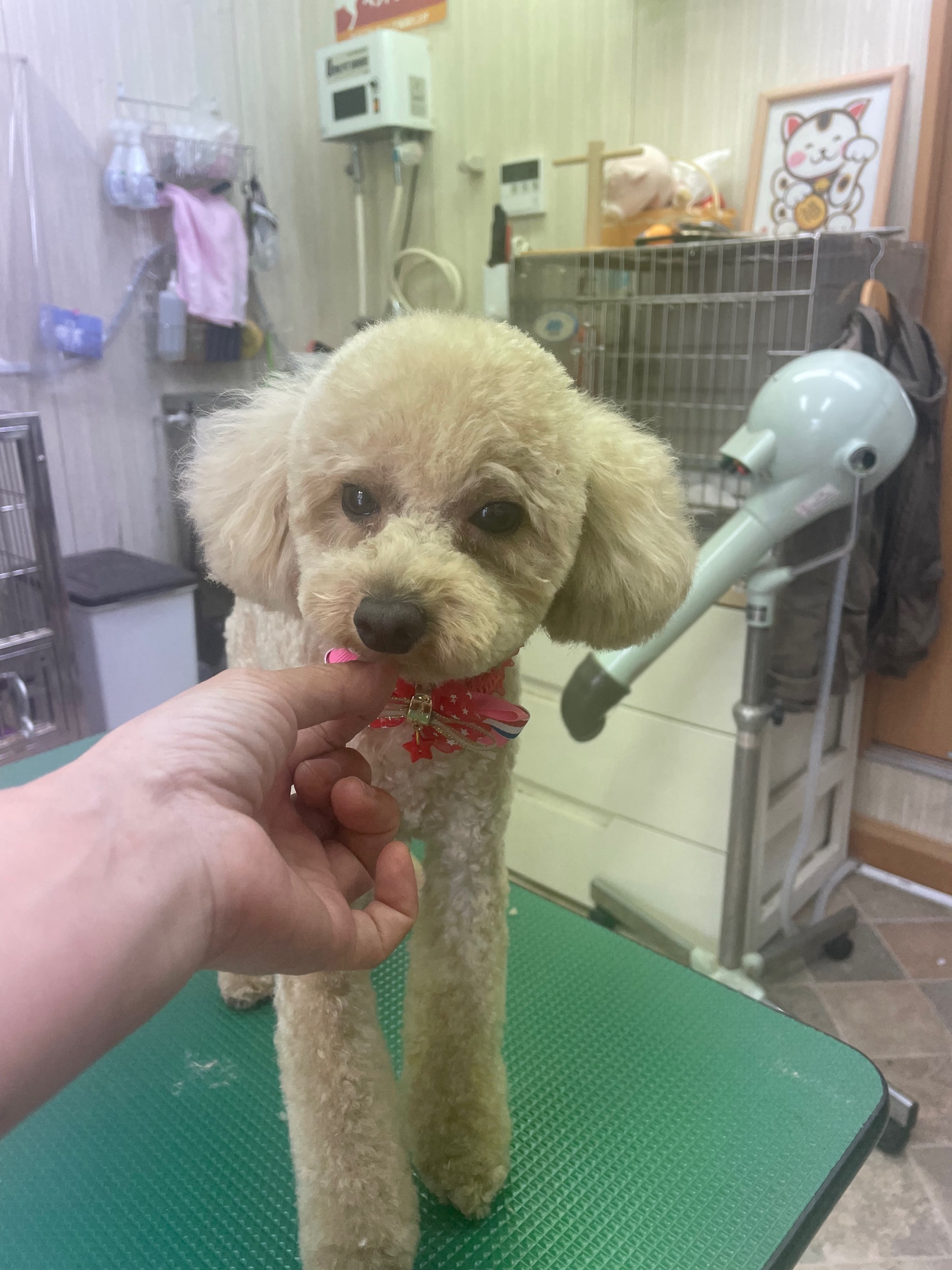 ペットサロンビューティワン