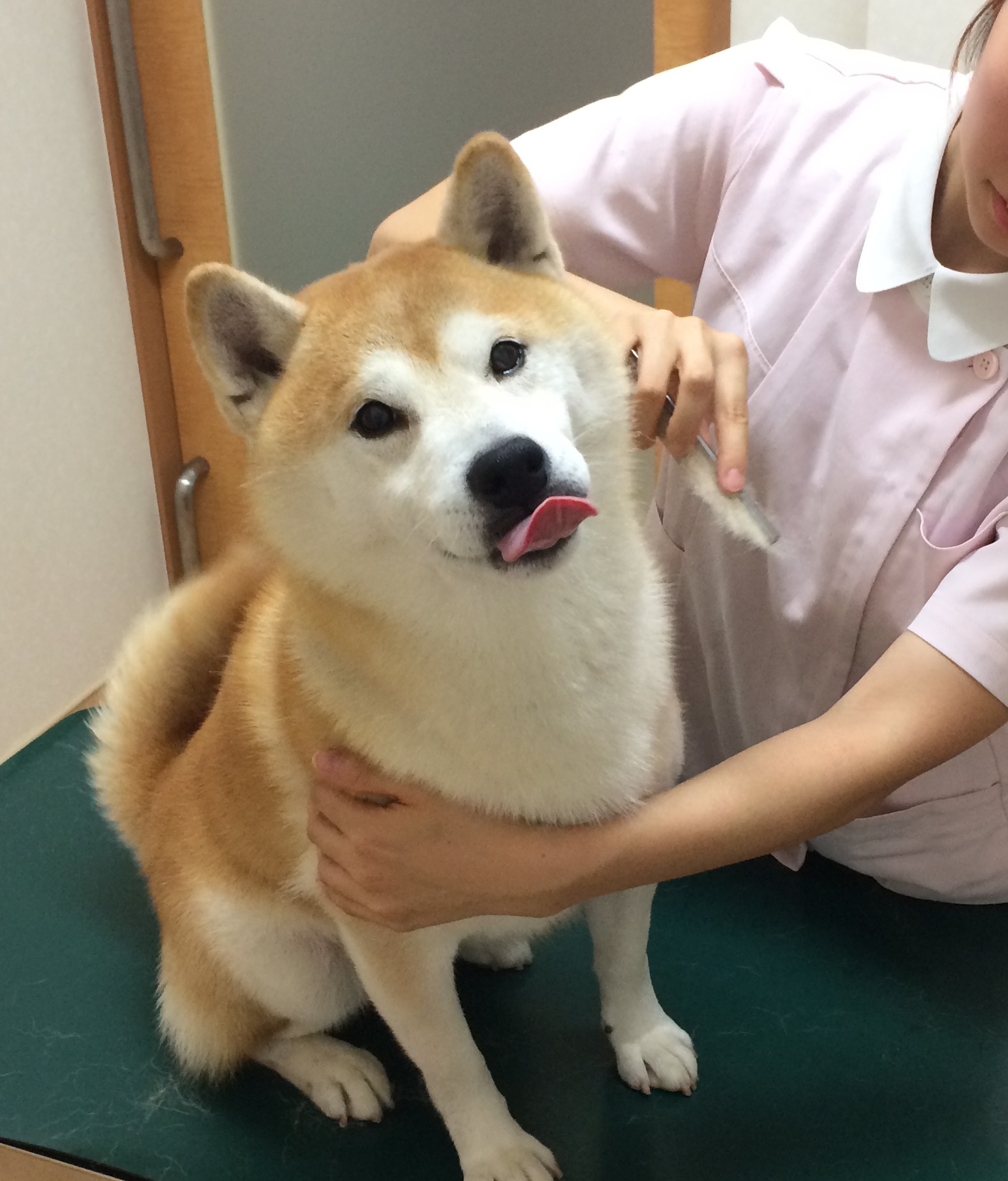 ひいらぎやま動物病院