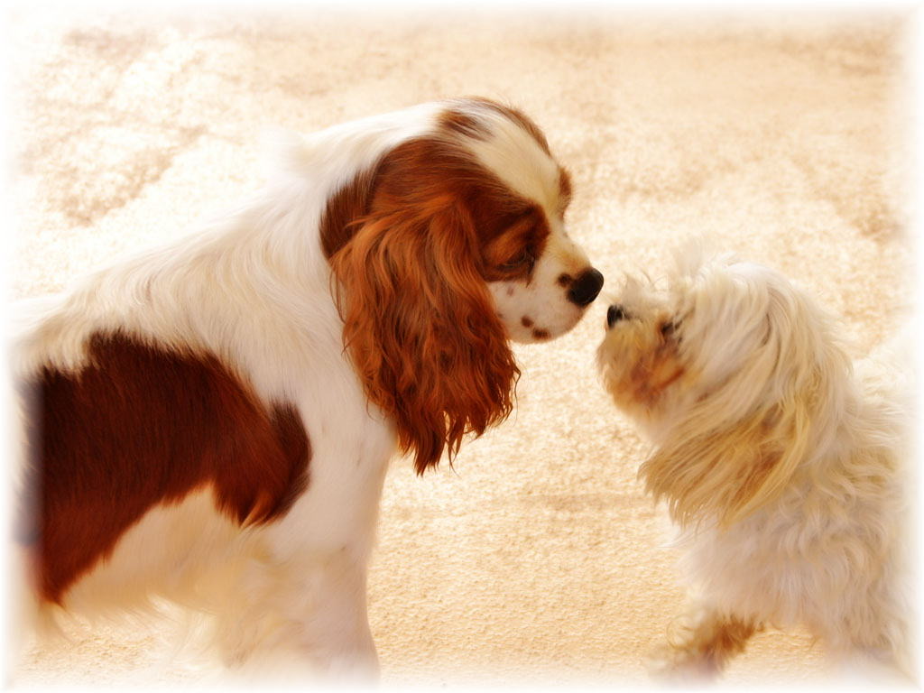 カトウ動物病院
