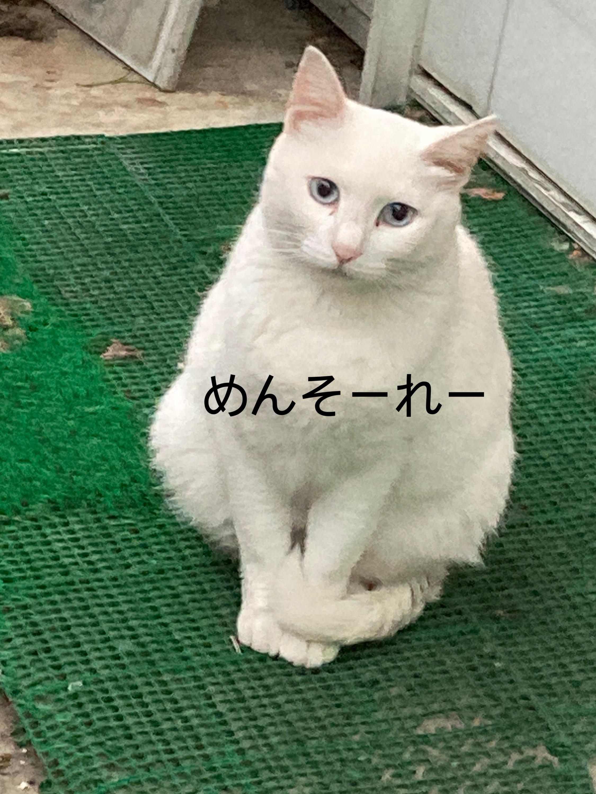 緑