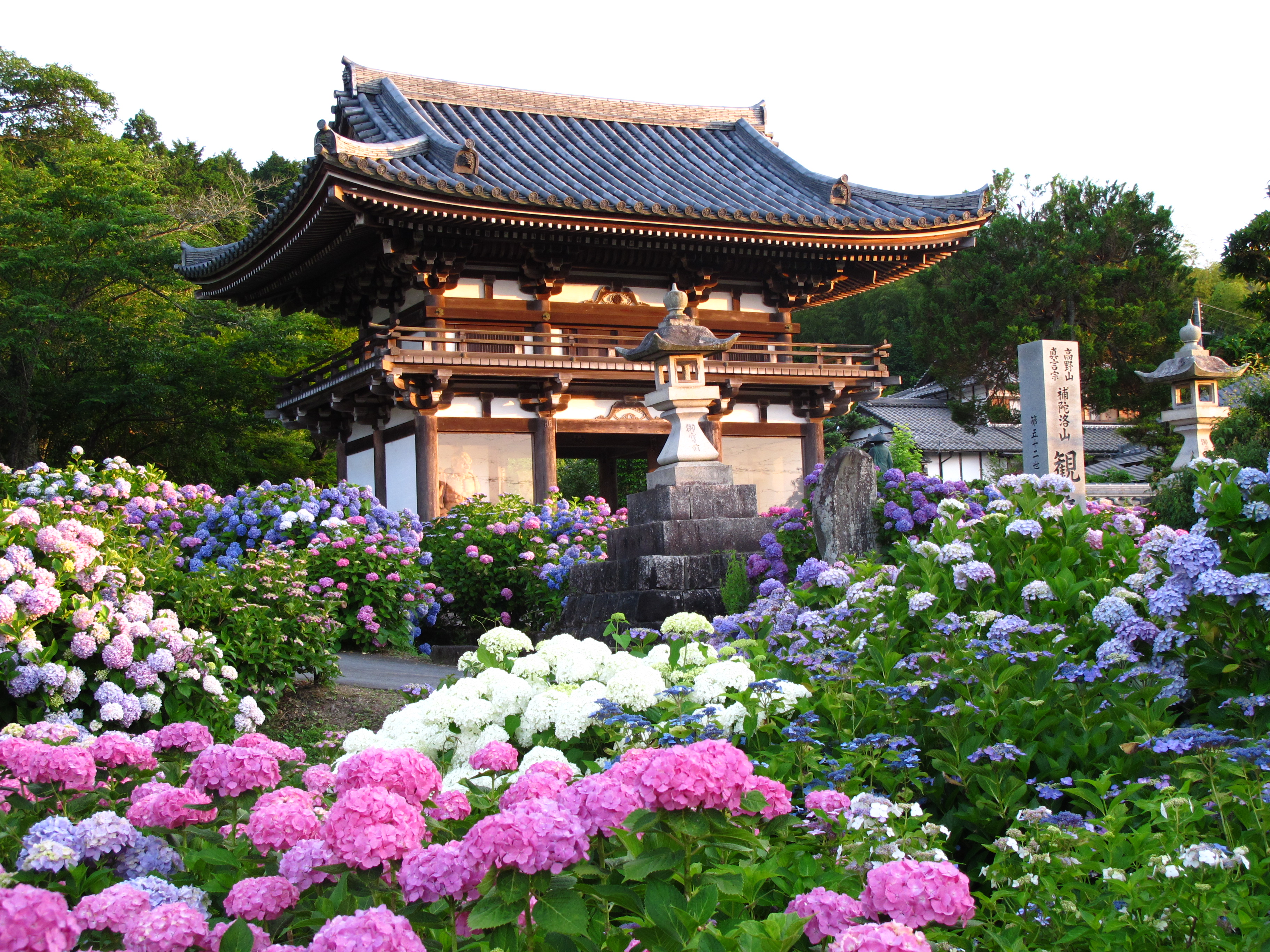 あじさい寺