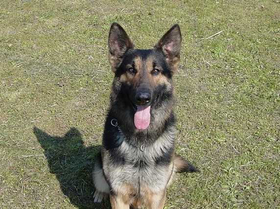 北大阪警察犬訓練所