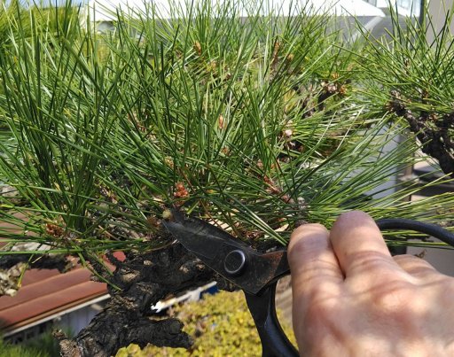 植文造園