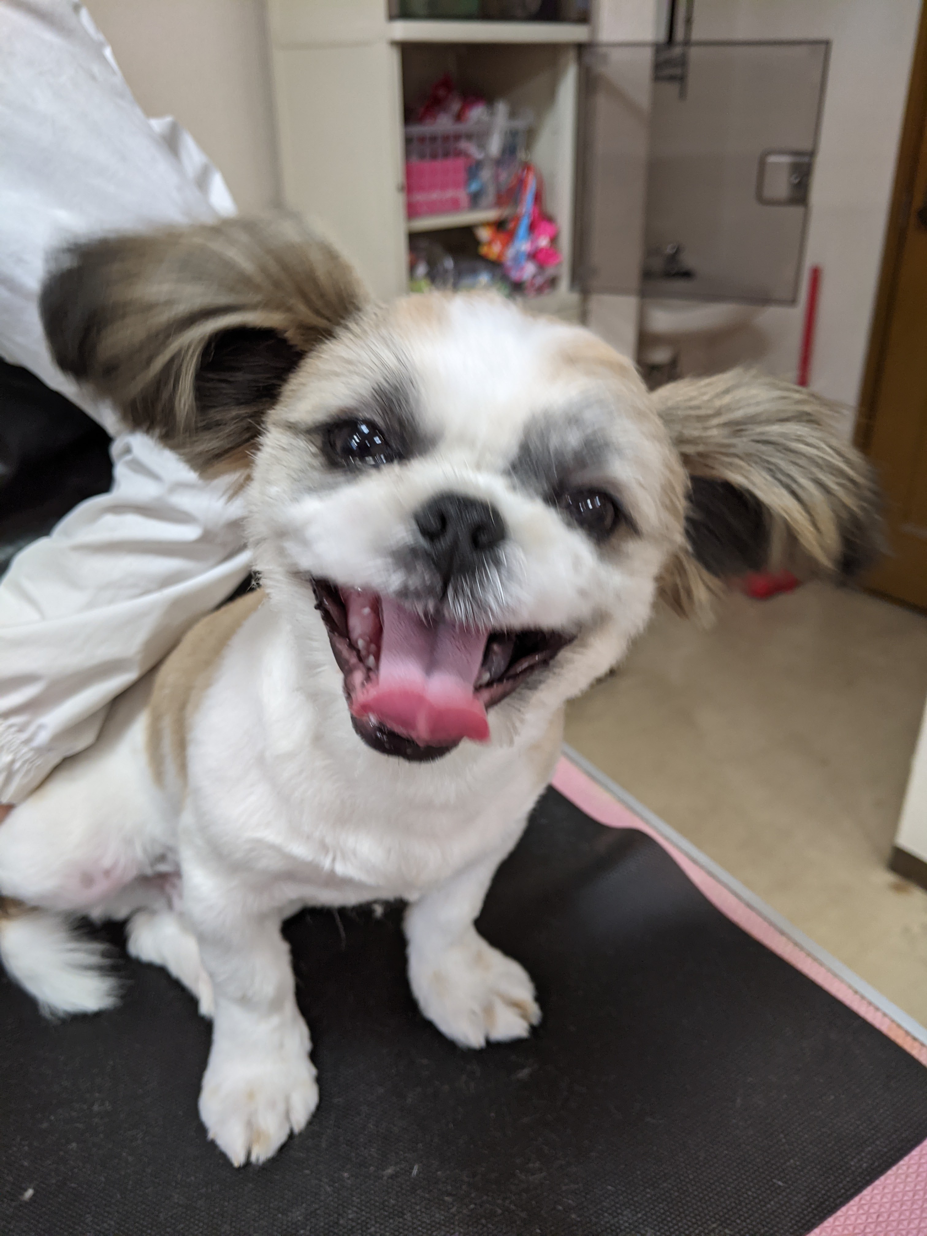 犬のシャンプー屋わんこ