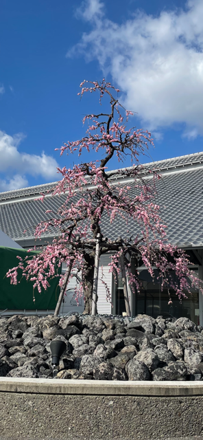 株式会社藤田造園