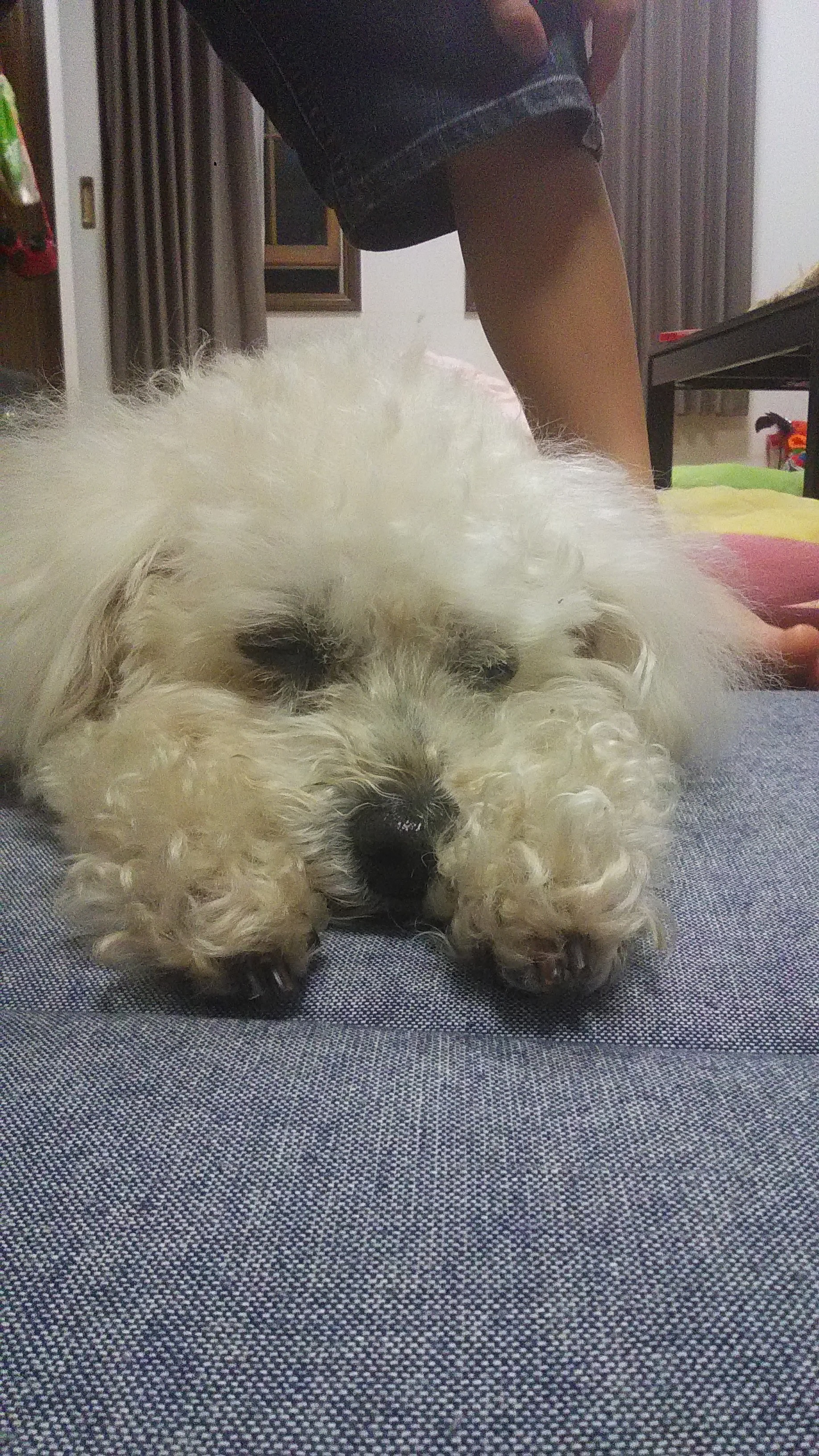 ペットサロンマキ