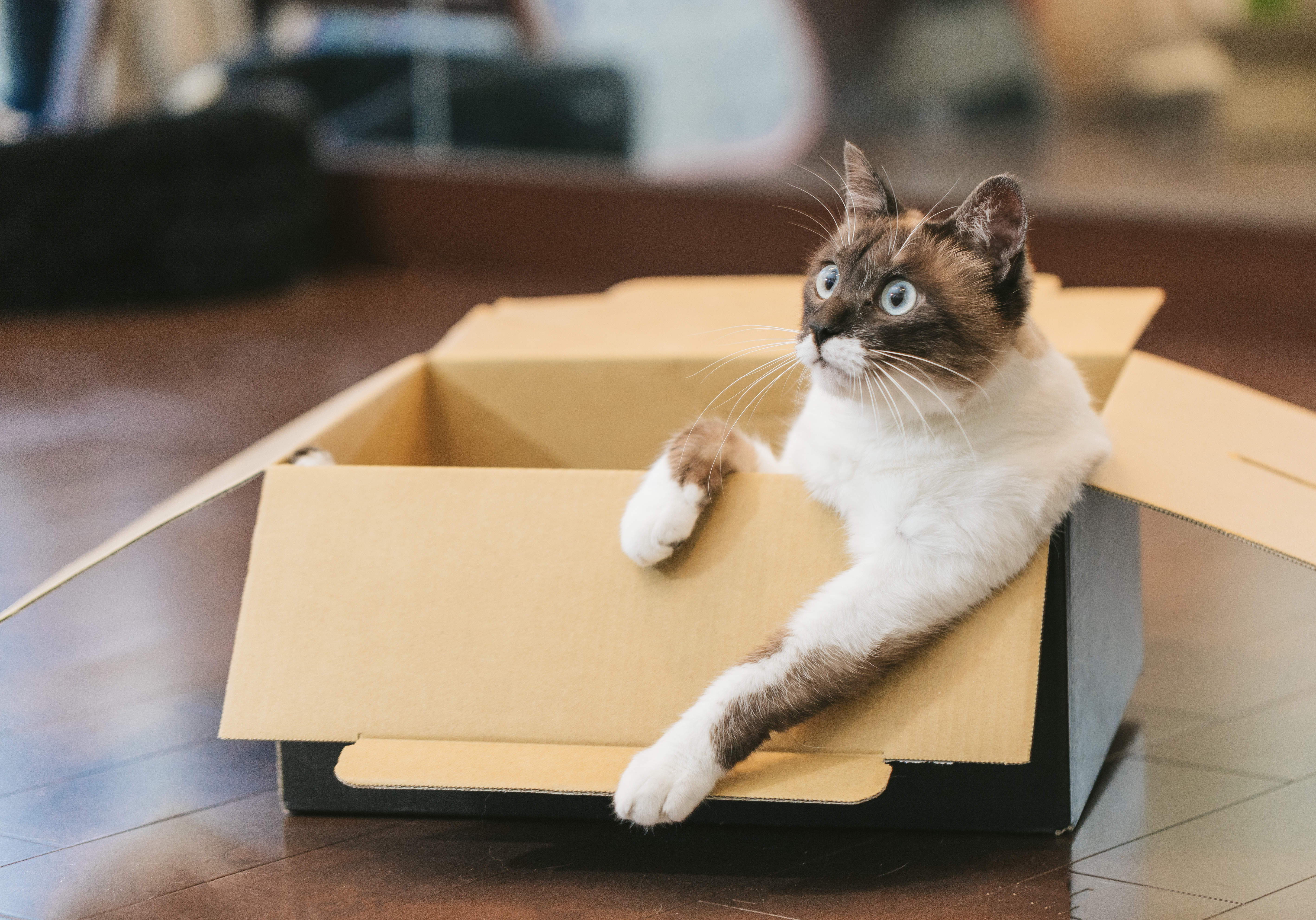 ラッキィ・キャット