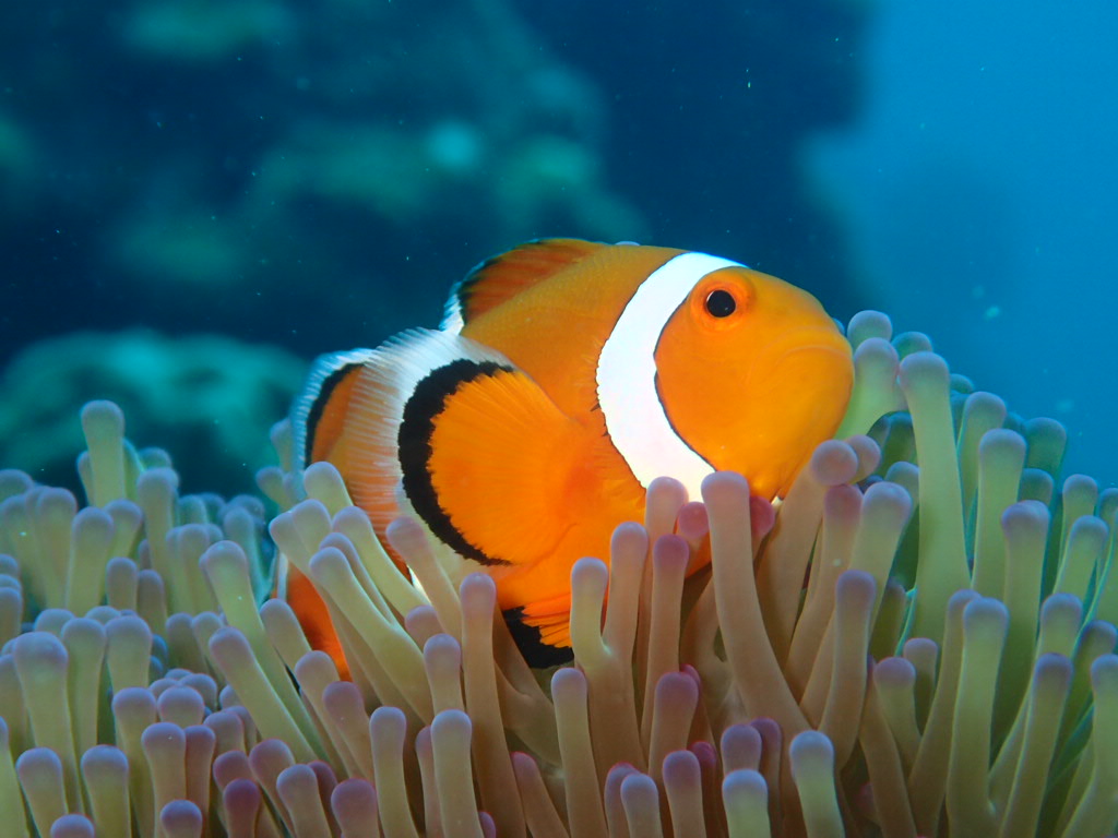 ダイビングサービスティーダ