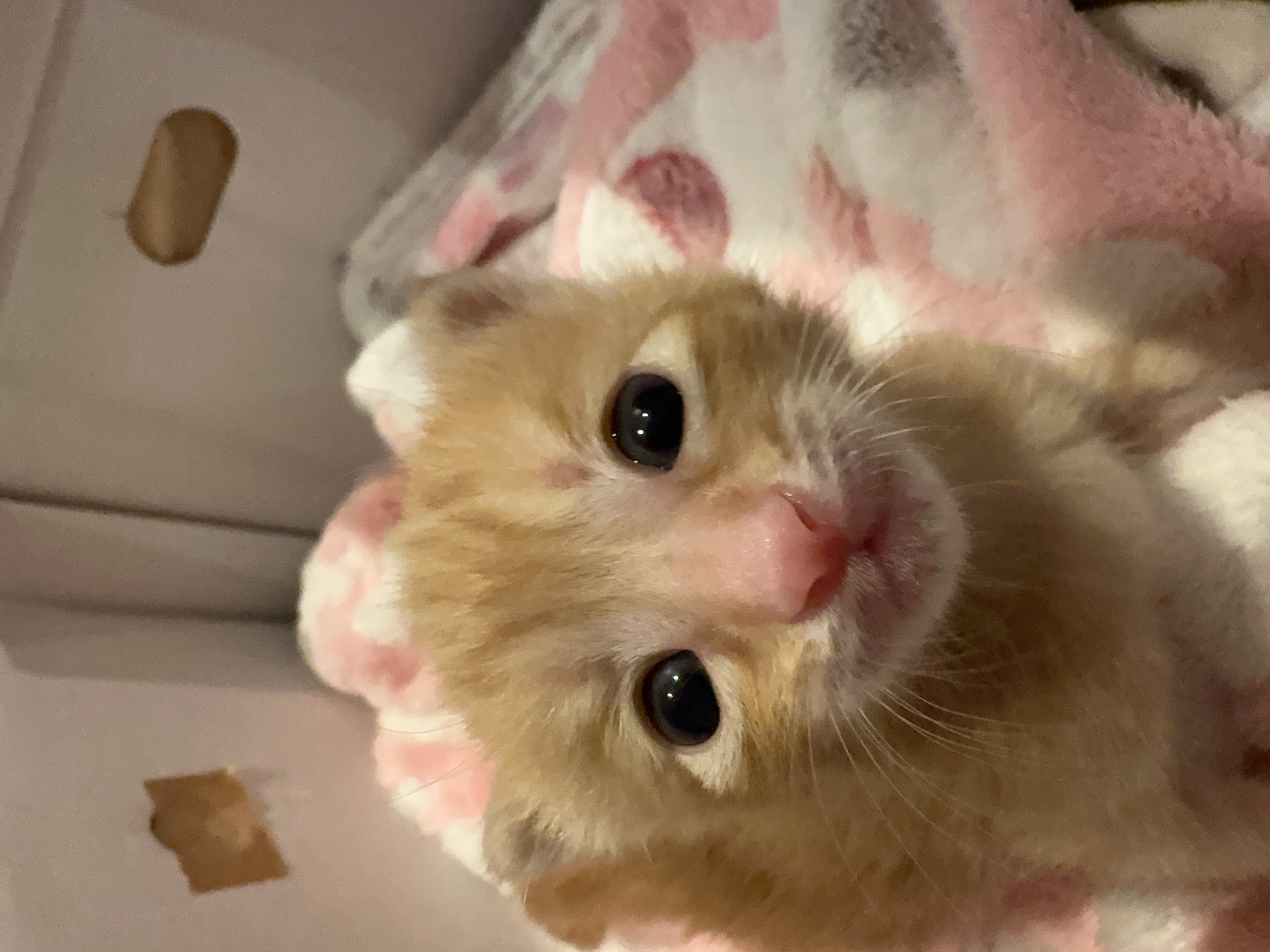 シャトン（ＣＨＡＴＯＮ）