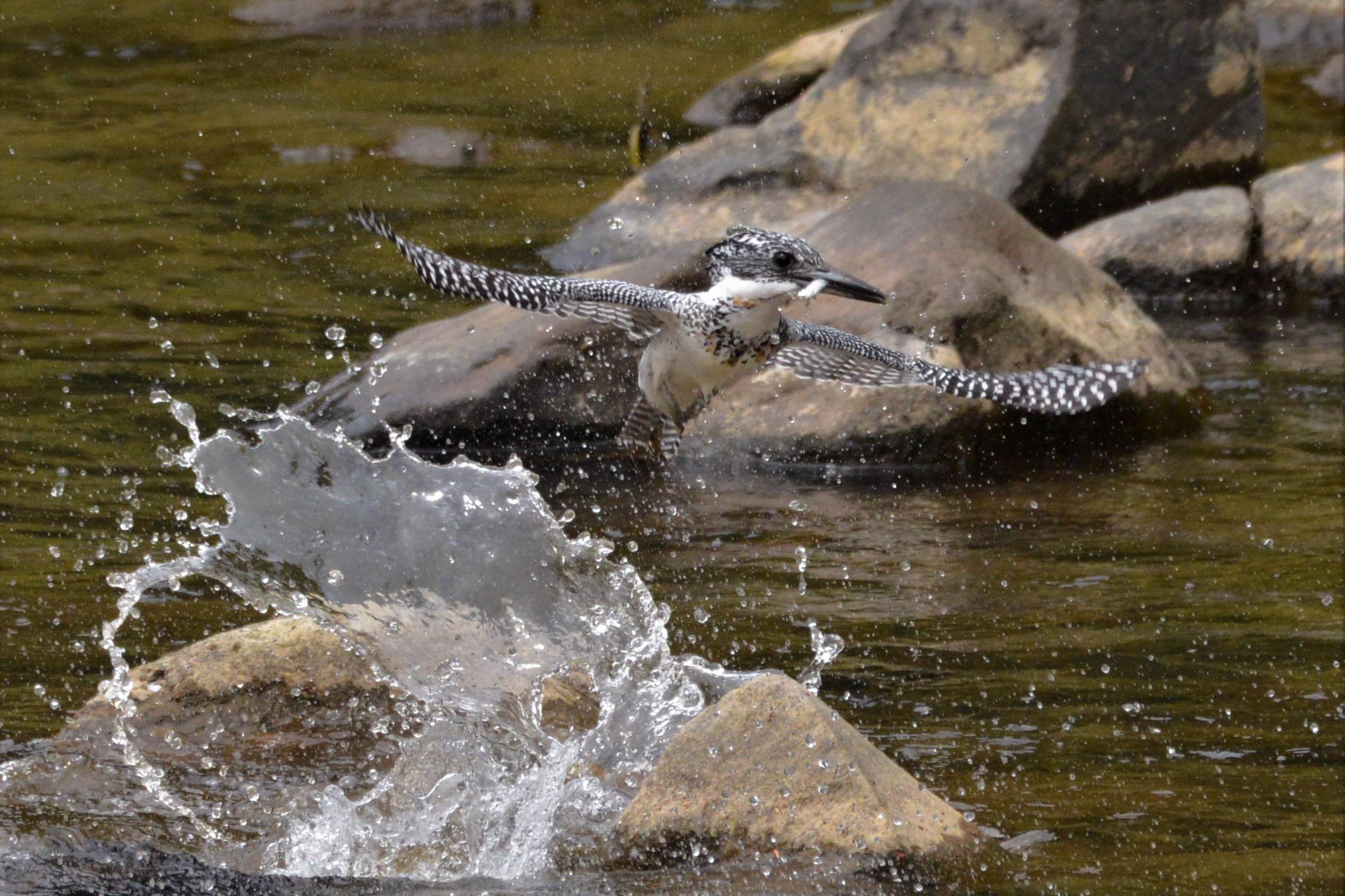 ユースタッフ（合同会社）