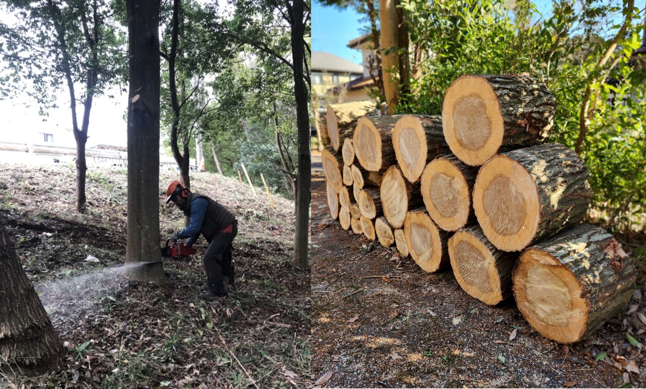 ＦｏｒｅｓｔｒｙＪａｐａｎ株式会社
